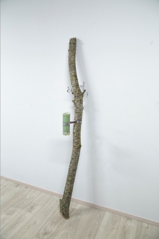 Per attirare denaro, 2017, ramo di pioppo, cera, ferro, monete - Edoardo Manzoni - courtesy of the artist