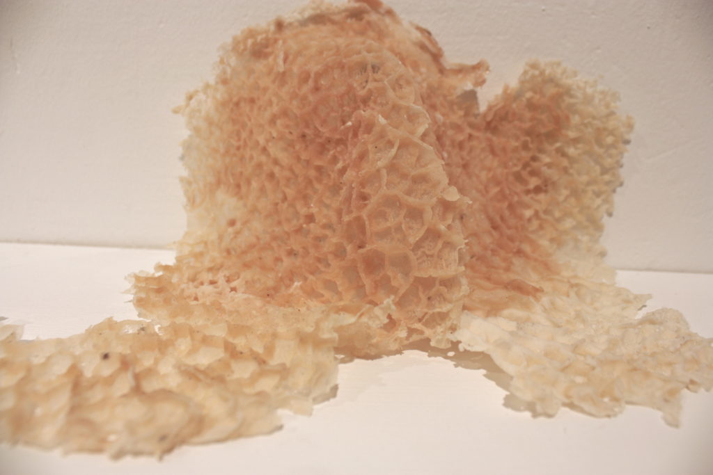 Ecdysis - Giulia Lanza - courtesy of the artist