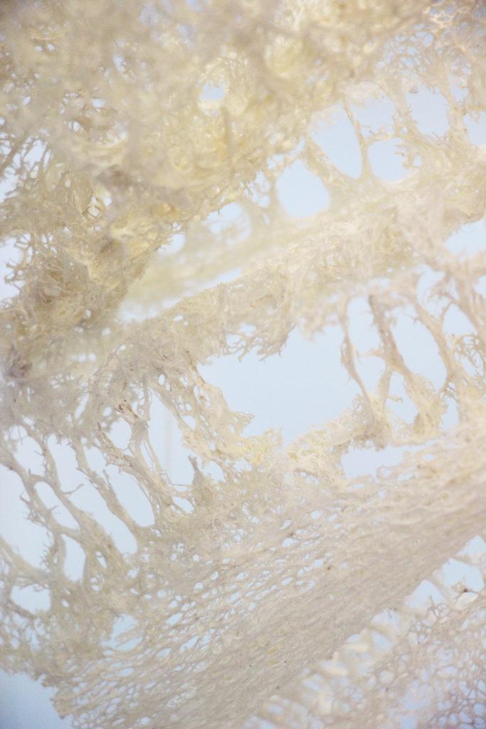 Tegmen, fotografia di Cristiano Rizzo - Giulia Lanza - courtesy of the artists
