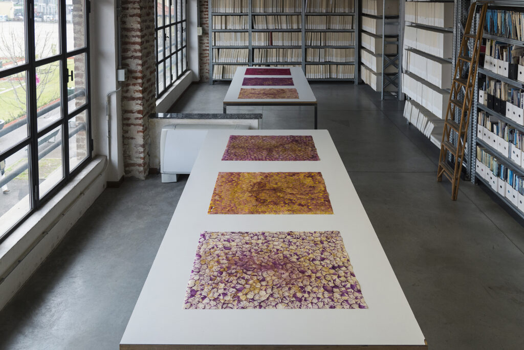 Radicamenti, 2019 - Serie di 6 elementi 80 x 60 cm. Tracce di pigmento e terre dispersibili su
petali di rose di diverse tipologie di famiglia e colore, pressati ed essiccati al buio - fotografia di Valerio Torrisi - Miriam Montani - courtesy of the artists