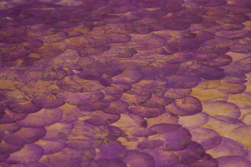Radicamenti, 2019 - Serie di 6 elementi 80 x 60 cm. Tracce di pigmento e terre dispersibili su
petali di rose di diverse tipologie di famiglia e colore, pressati ed essiccati al buio - fotografia di Athanasios Aléxo. - Miriam Montani - courtesy of the artists