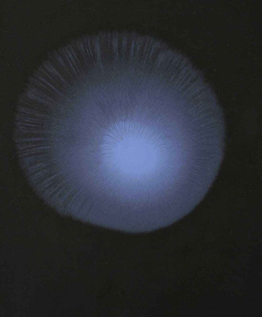 Fostèr, 2015 - oil on sand paper on canvas - Matteo Montani - courtesy of the artist