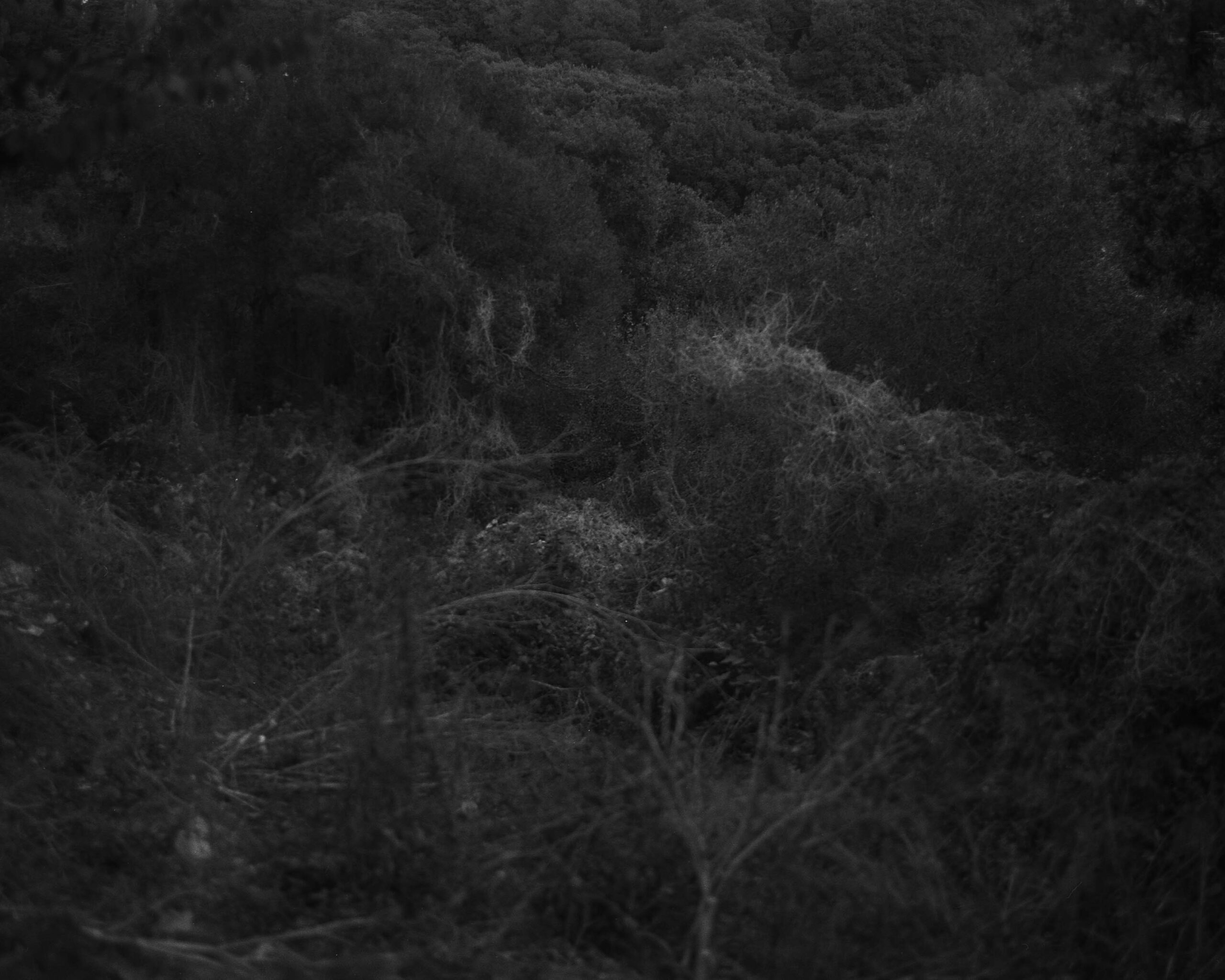 Mi ricordo, a casa, la primavera, 2020 Giclée print, silver gelatin print; variable dimensions - Lidia Bianchi - courtesy of the artist